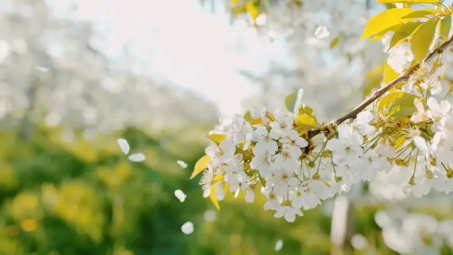 中考现代文比较阅读解析 第2张