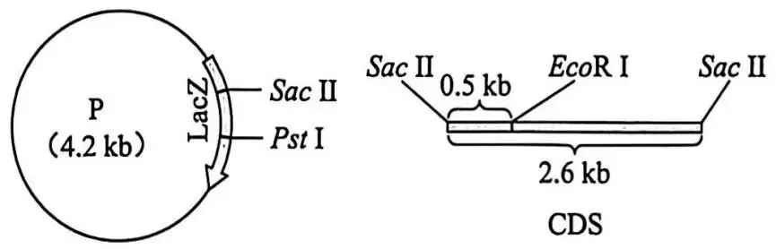 2026广州一模(试卷+答案) 第4张