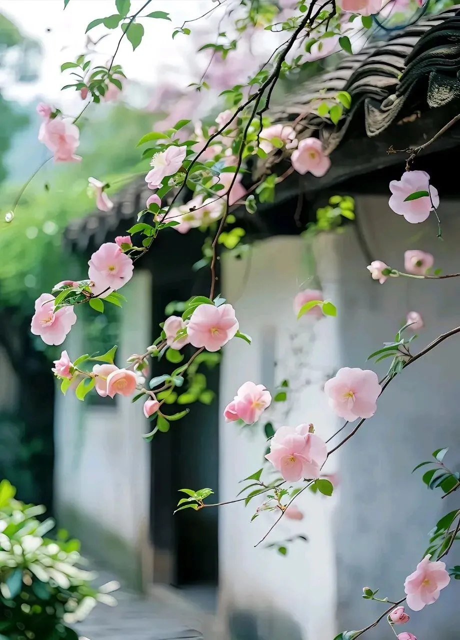 【中考模拟】2026年山西初中学业水平测试靶向模考(一)英语试卷听力答案 第19张