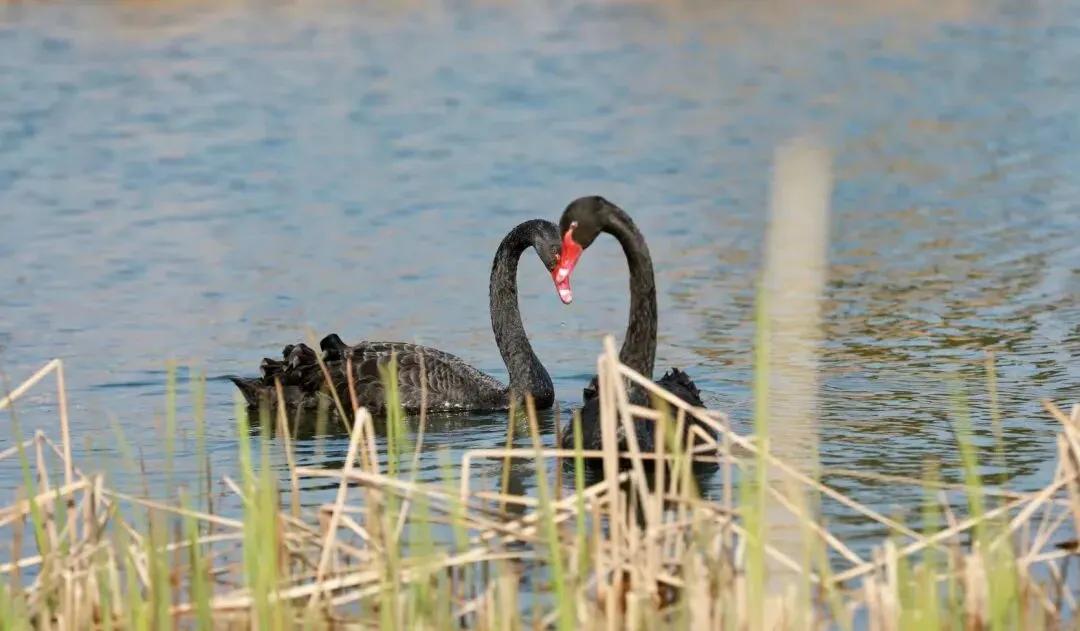 2026年安徽中考模拟信息卷(四)数学 第6张