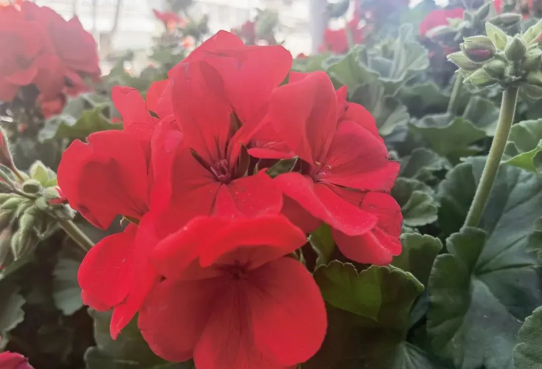 2026省考面试真题解析:“小满”题这样答,考官直接给高分(附逐字稿) 第1张