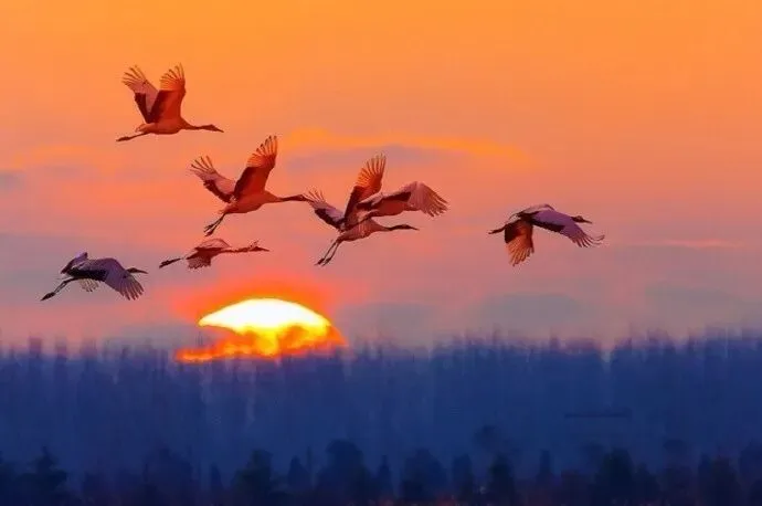 古韵新研,明德致远——2026中考课外文言文阅读专辑(福建) 第1张 古韵新研,明德致远——2026中考课外文言文阅读专辑(福建) 第1张