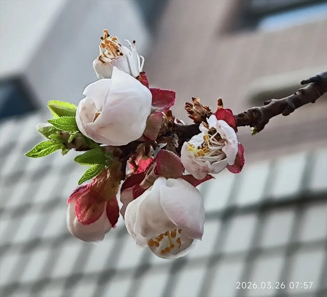 中考倒计时第86天 第1张