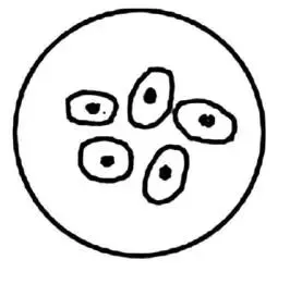 助力生物中考:2026初中生物中考模拟试题(二 附答案和解析) 第2张