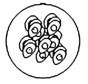 助力生物中考:2026初中生物中考模拟试题(二 附答案和解析) 第4张