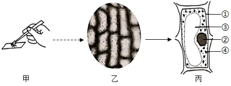 助力生物中考:2026初中生物中考模拟试题(二 附答案和解析) 第11张
