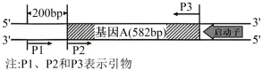 高考真题‖2025高考生物学真题分类汇编专题十六之02 动物细胞工程 第5张
