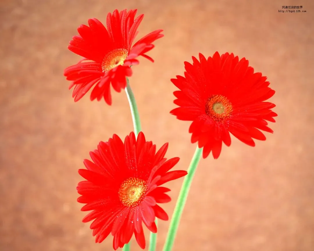 《在体验中成长》(2012年湖南怀化中考满分作文) 第1张 《在体验中成长》(2012年湖南怀化中考满分作文) 第1张