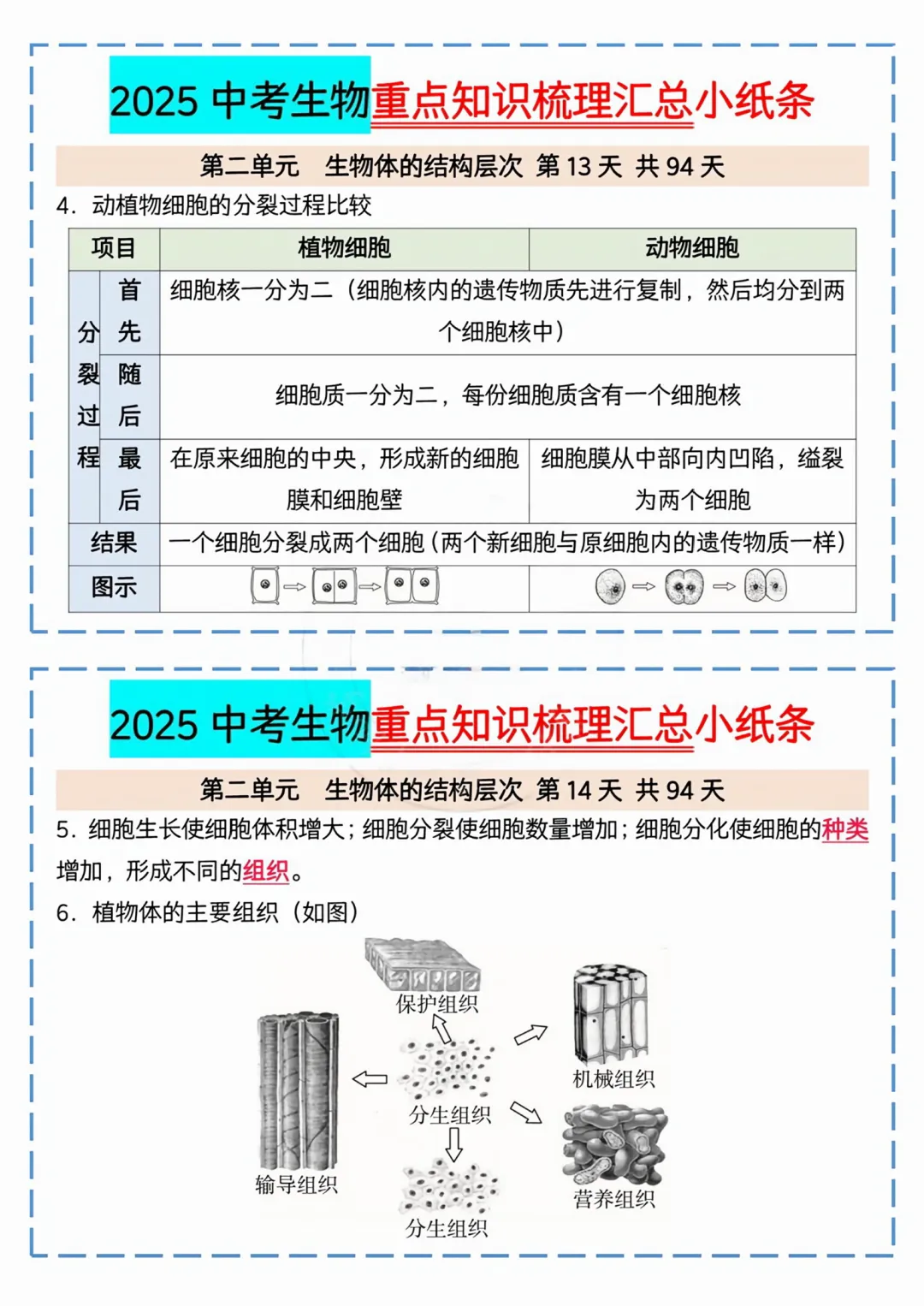 2025中考生物重点知识梳理汇总小纸条 第2张