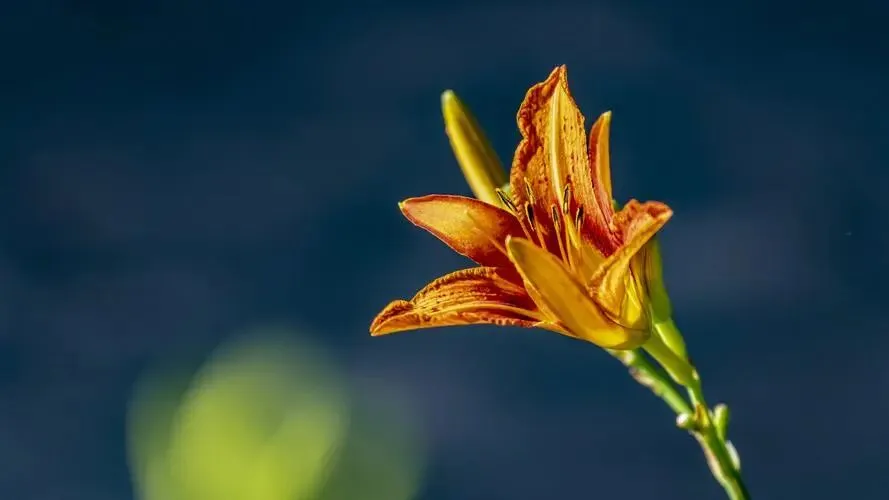 26年中考作文预测:AI时代,考的不是文采,而是“真”与“美” 第1张