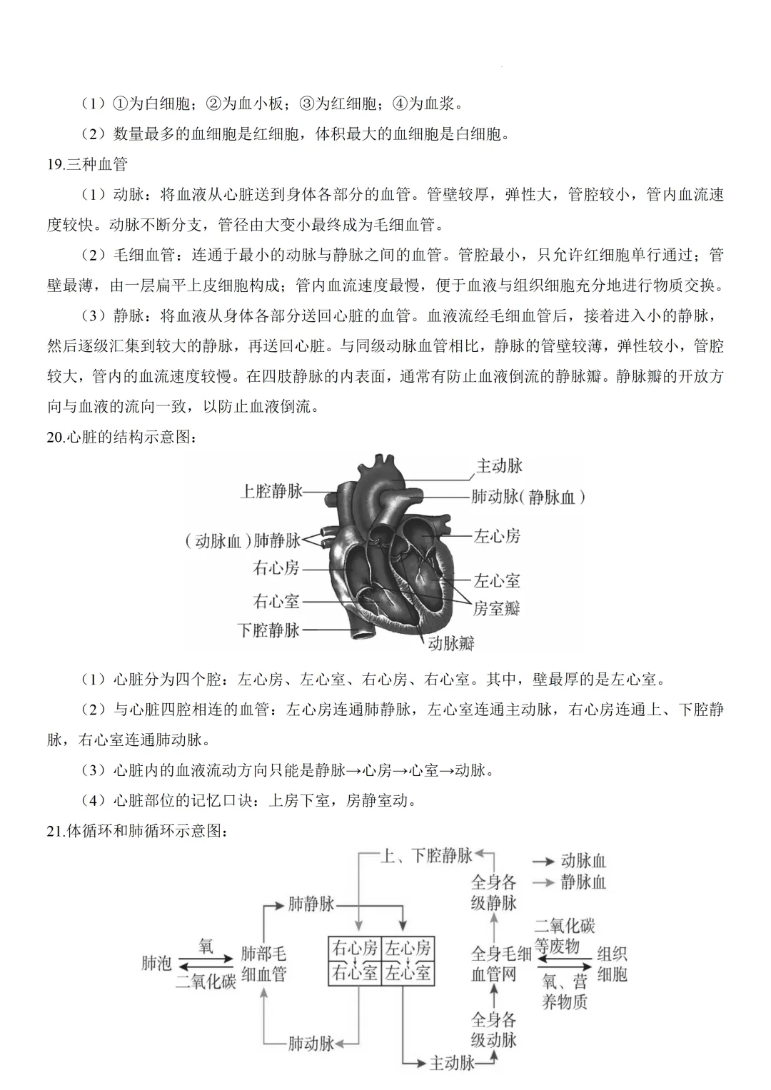 2026中考生物知识点全梳理——主题五 人的生理与健康 第5张