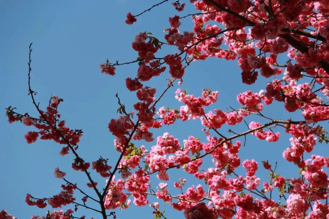 周报 第二十四期||我与中考话心声 第1张 周报 第二十四期||我与中考话心声 第1张