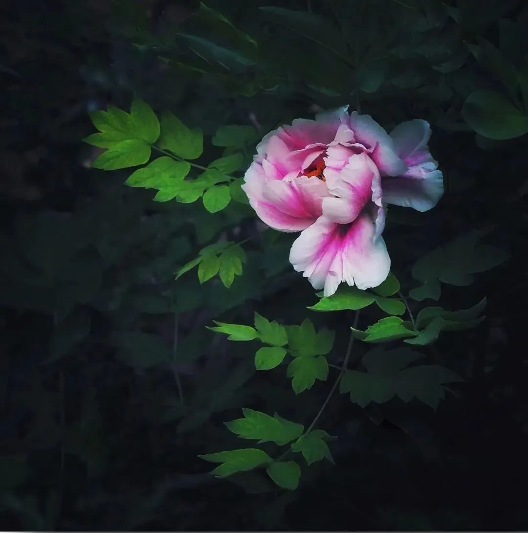 2026高考备考精品:2025高考真题中的高频词块大全(原创) 第1张