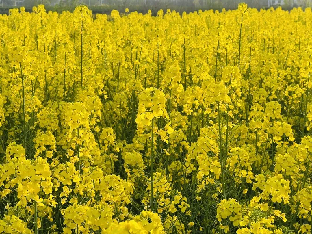 78天后中考|今日分享:王者学习法 第2张 78天后中考|今日分享:王者学习法 第2张