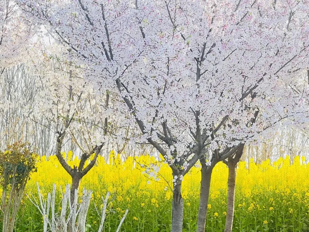 78天后中考|今日分享:王者学习法 第3张 78天后中考|今日分享:王者学习法 第3张