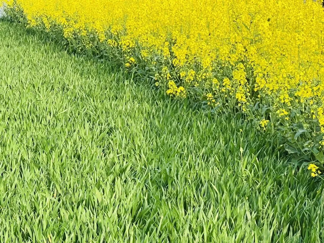 78天后中考|今日分享:王者学习法 第4张 78天后中考|今日分享:王者学习法 第4张