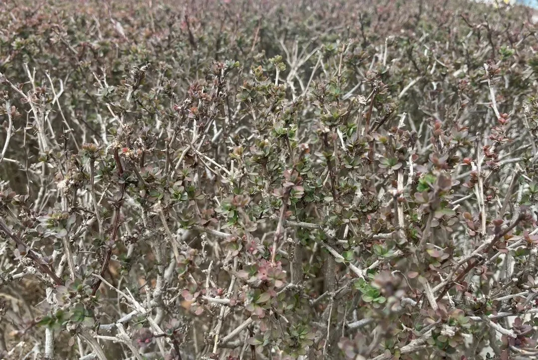 参加中考研讨会,助力化学学科复习指导 第7张