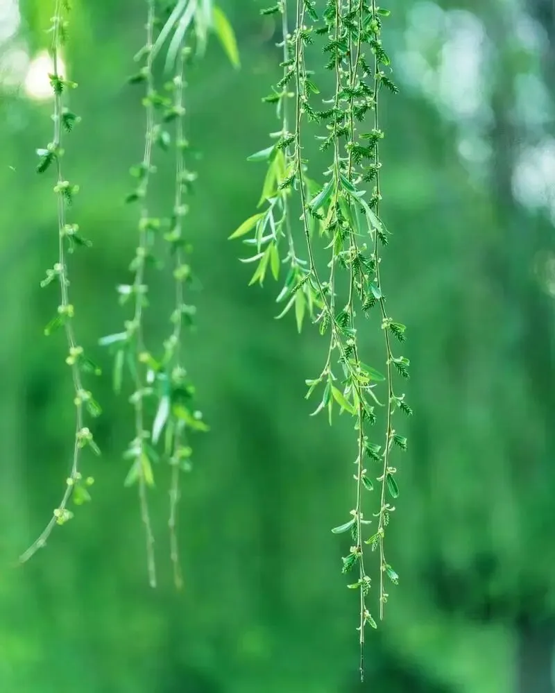 2026年中考化学一轮复习专题八科学探究 第38张