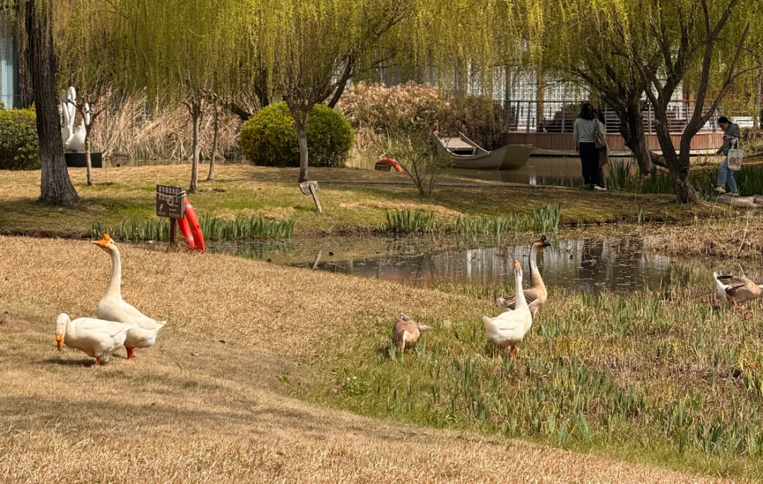 2026中考:苏州中学园区校高中开放日,高考985率11.1%,211录取率40%,双一流录取率60%.初三家长必看! 第1张 2026中考:苏州中学园区校高中开放日,高考985率11.1%,211录取率40%,双一流录取率60%.初三家长必看! 第1张