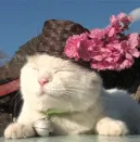 侨中开放日定档!还有中考志愿填报指导专场→ 第16张 侨中开放日定档!还有中考志愿填报指导专场→ 第16张