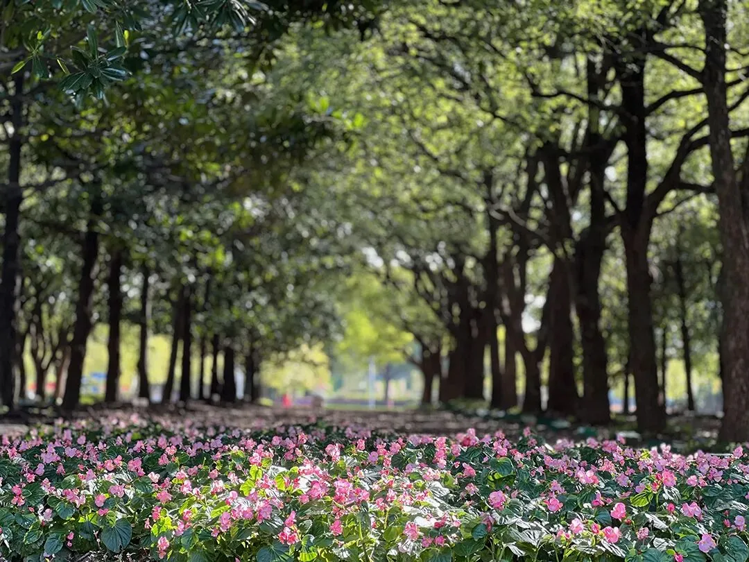 2026届上海崇明初三一模数学试卷(答案版) 第5张 2026届上海崇明初三一模数学试卷(答案版) 第5张