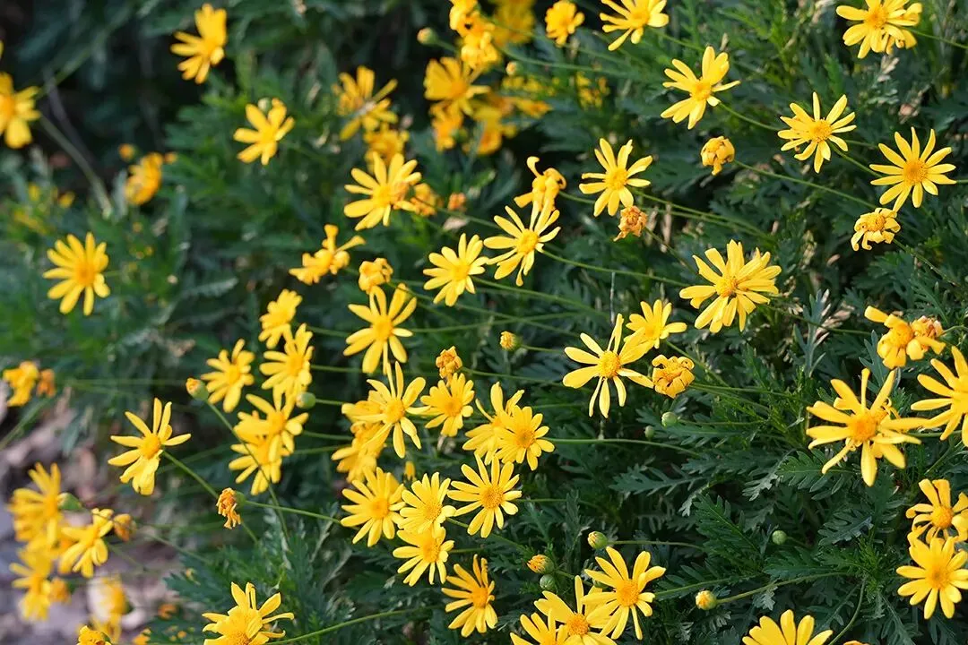 2026届上海崇明初三一模数学试卷(答案版) 第15张 2026届上海崇明初三一模数学试卷(答案版) 第15张