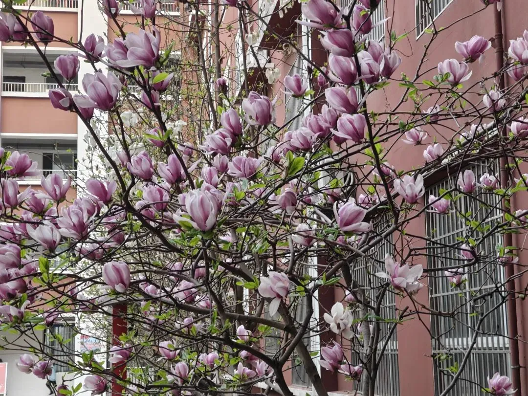 誓师燃斗志,信念赢前程,中考誓师大会圆满举行,红色精神照亮备考路 第6张