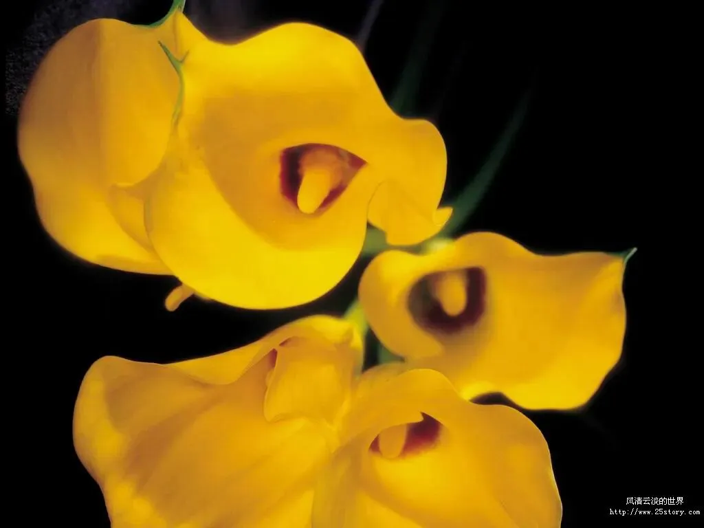 《在学海中游泳》(2009年上海市中考满分作文) 第1张 《在学海中游泳》(2009年上海市中考满分作文) 第1张