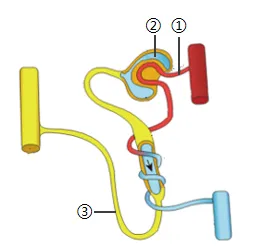 2026年生物中考七下中考复习重点曝光,从真题分析看核心考向(含解析) 第3张 2026年生物中考七下中考复习重点曝光,从真题分析看核心考向(含解析) 第3张