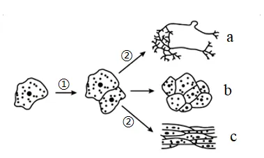 2026年生物中考七下中考复习重点曝光,从真题分析看核心考向(含解析) 第8张 2026年生物中考七下中考复习重点曝光,从真题分析看核心考向(含解析) 第8张