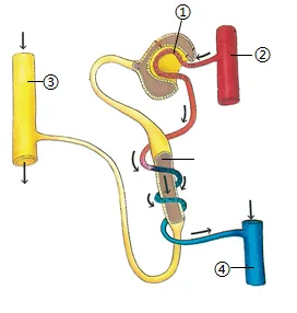 2026年生物中考七下中考复习重点曝光,从真题分析看核心考向(含解析) 第12张 2026年生物中考七下中考复习重点曝光,从真题分析看核心考向(含解析) 第12张