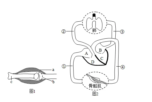 2026年中考生物实验探究题强化题库60题 第4张
