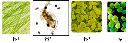 2026年中考生物实验探究题强化题库60题 第8张