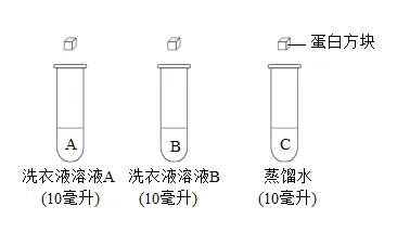 2026年中考生物实验探究题强化题库60题 第11张