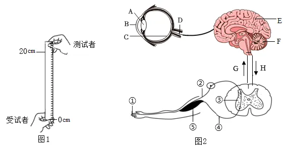 2026年中考生物实验探究题强化题库60题 第13张