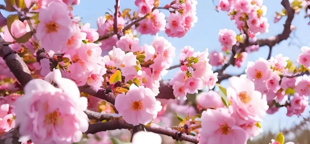 大学英语六级听力真题精讲:经典短对话复盘与解析 第5张