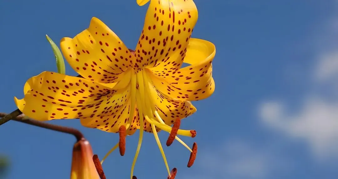 大学英语六级听力真题精讲:经典短对话复盘与解析 第7张