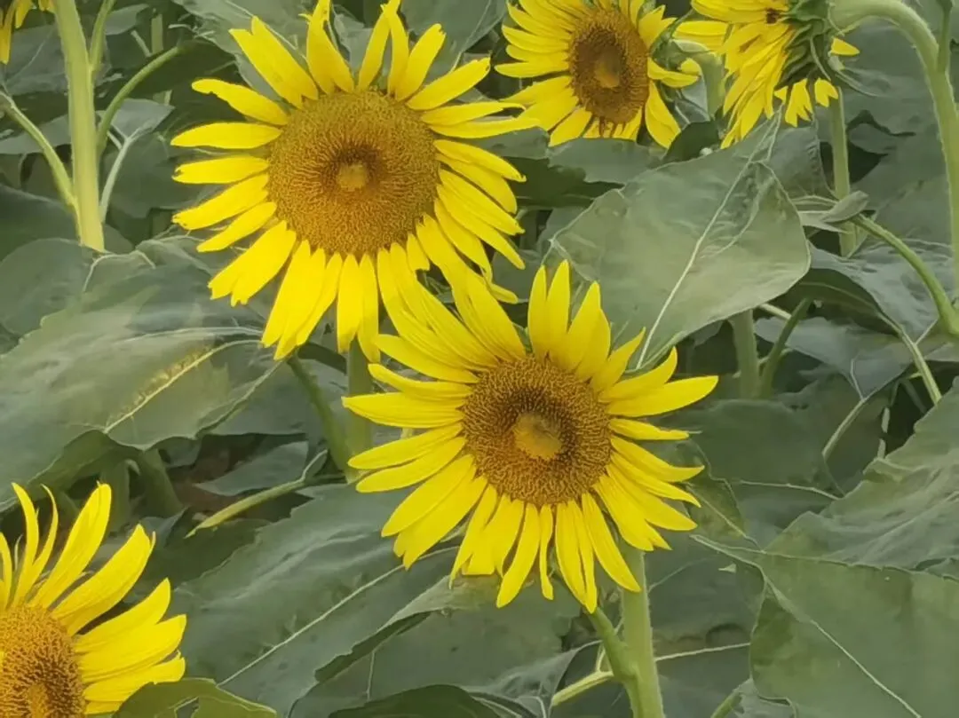 真题大集合:26年3月28-29日各地面试题 第5张 真题大集合:26年3月28-29日各地面试题 第5张