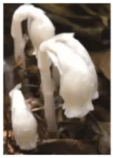 2026初中生物学模拟测试一 第13张 2026初中生物学模拟测试一 第13张