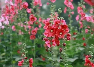 【试题精选】东莞市2026年高三年级模拟考试语文试题 第1张