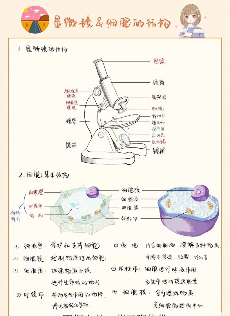 中考生物实验笔记 第4张