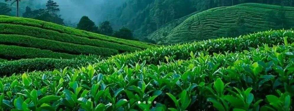 中考英语语法填空15个黄金口诀,轻松拿满分的秘密! 第3张