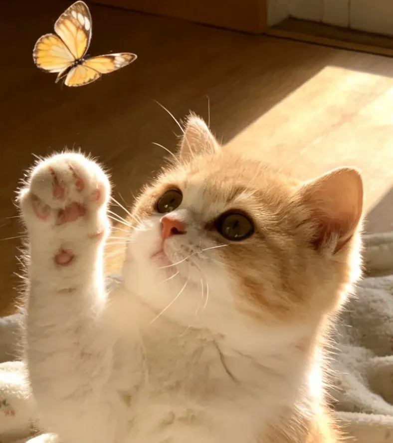 中考后想读宠物专业,这几所学校一定要了解! 第6张 中考后想读宠物专业,这几所学校一定要了解! 第6张