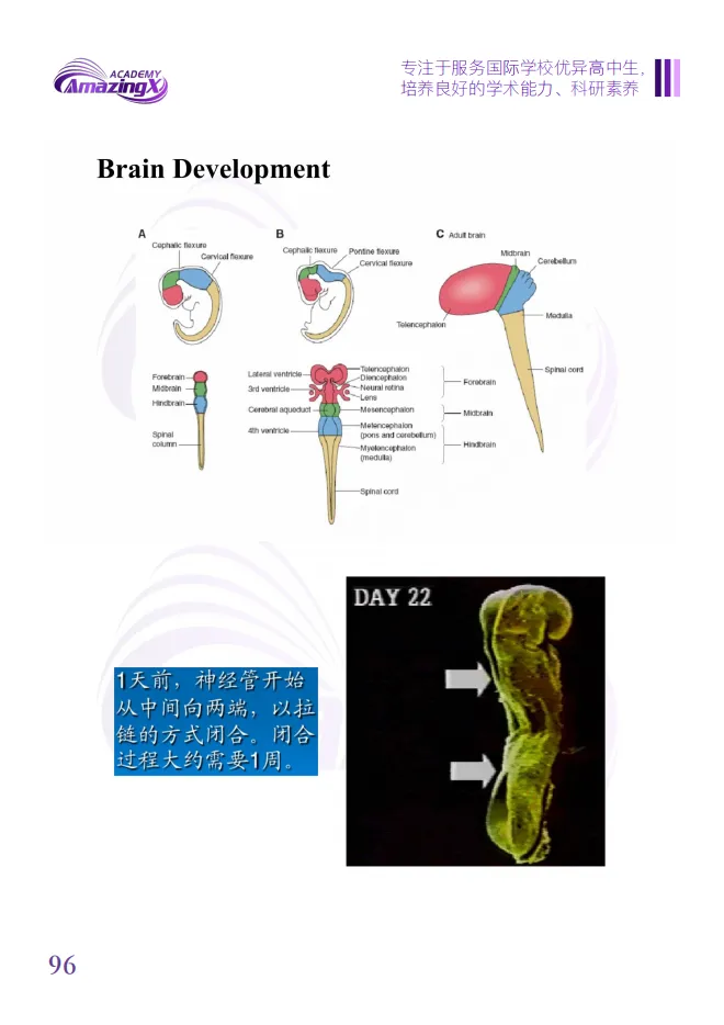 【附真题】USABO 最后冲刺!剩下的时间要如何备赛? 第30张 【附真题】USABO 最后冲刺!剩下的时间要如何备赛? 第30张