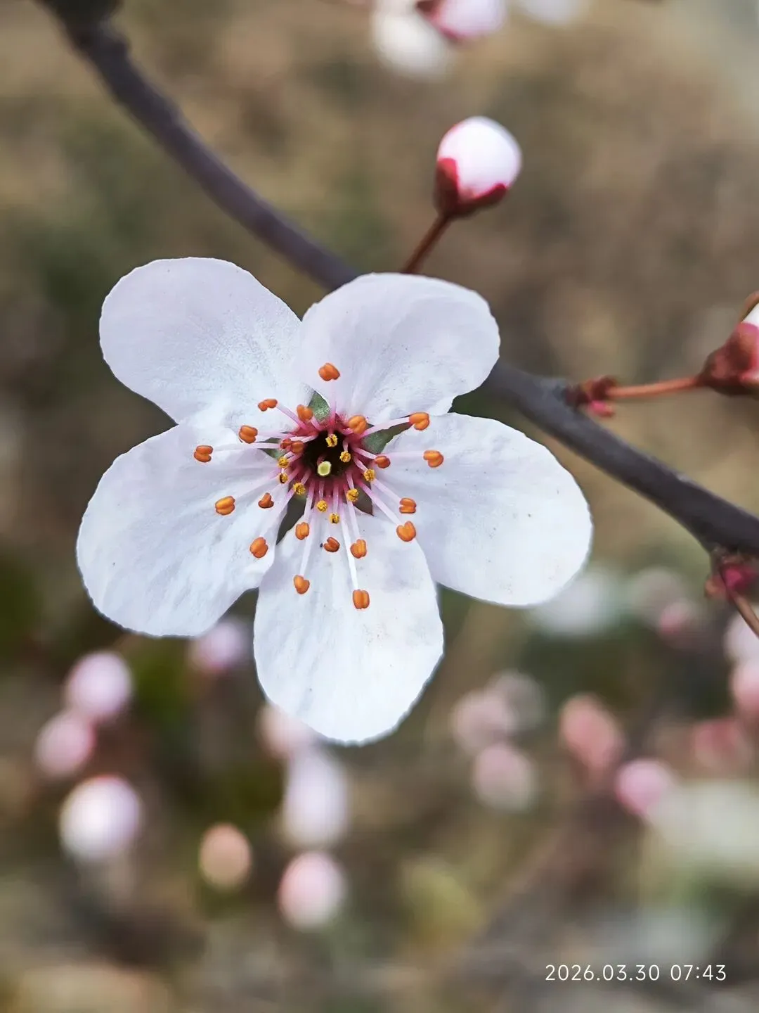 中考倒计时第82天 第1张