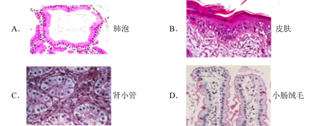 2026年生物中考总复习试卷 第1张
