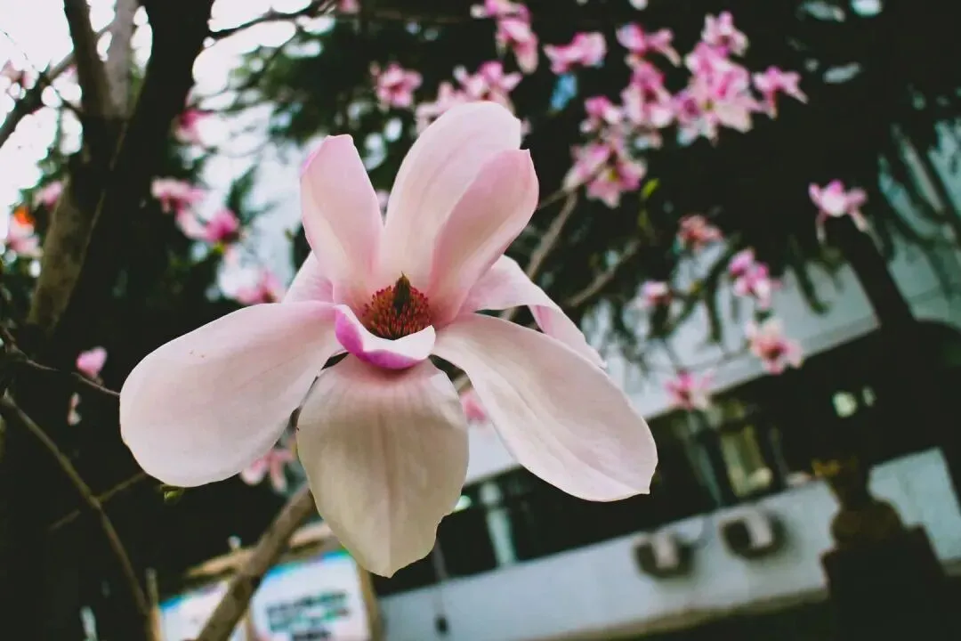 重庆市名校联盟高三下学期第一次联考语文试卷 第1张 重庆市名校联盟高三下学期第一次联考语文试卷 第1张