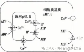 哈三中2026年高三学年第一次模拟考试生物学试题和答案 ⊙ 第3张