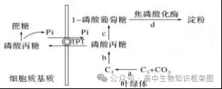哈三中2026年高三学年第一次模拟考试生物学试题和答案 ⊙ 第11张