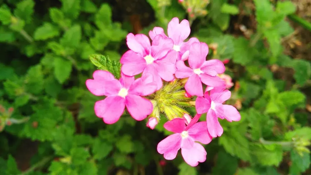 中考作文高分突破|《原来,这事没那么简单》 第10张